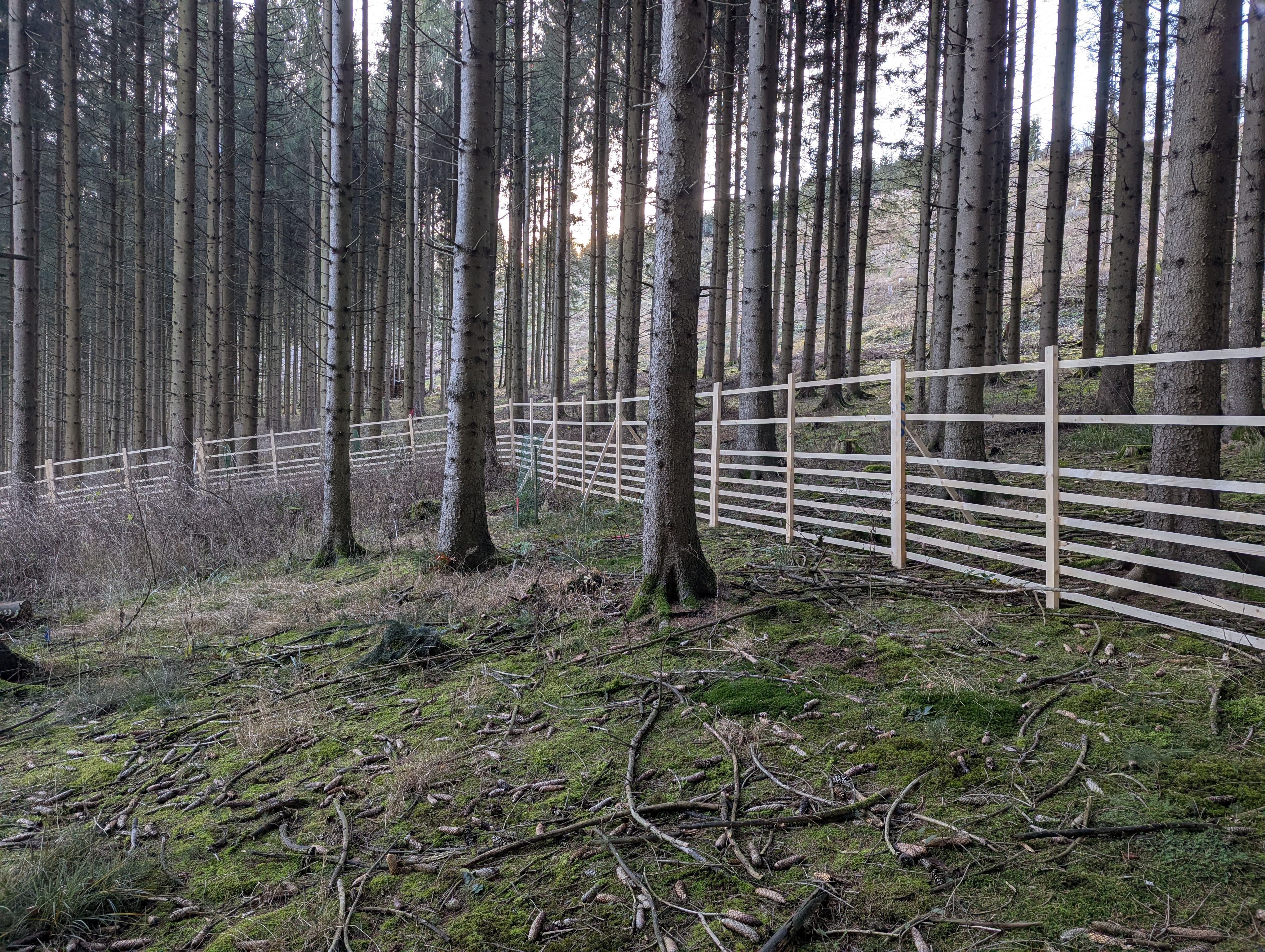 Wildgatter unbehandelt